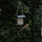 Incoming-2-topaz-denoise.jpg Incoming-2-topaz-denoise.jpg