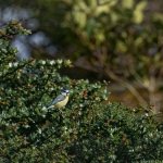 Look-out.jpg Look-out.jpg