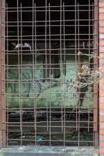 week 10 seen through window-4.jpg