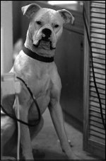 Dog Unknown Camera 1993 09-08.jpg