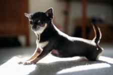 New Sony Lenses - 001 of 005 - A1102236.jpg