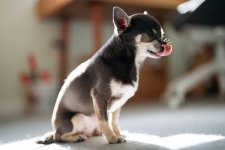 New Sony Lenses - 002 of 005 - A1102241.jpg