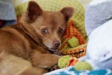 New Sony Lenses - 004 of 005 - A1102261.jpg