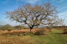 004 Tree 03-1000347 PS Adj.JPG