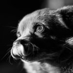 Yuffiebw - 001 of 001 - A1108559.jpg Yuffiebw - 001 of 001 - A1108559.jpg