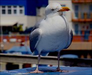 Seagull in Scarborough A65 DSC02814.JPG