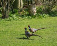 Brace-of-Pheasants.jpg