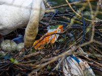 SwanP4010246.jpg SwanP4010246.jpg