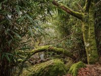 003 Jungle en-route 01-7255 PS Adj.JPG