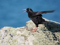 P4030183 (2).JPG P4030183 (2).JPG