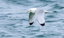kittiwake030422.jpg