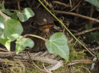 _4020838_DxO_ClVw_SmtLig_100pcCrop.jpg _4020838_DxO_ClVw_SmtLig_100pcCrop.jpg