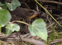 _4020905_DxO_ClVw_SmtLig_100pcCrop.jpg _4020905_DxO_ClVw_SmtLig_100pcCrop.jpg