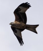 _4031191_DxO_ClVw_SmtLig-stabilse-stabilize_approx100pcCrop.jpg _4031191_DxO_ClVw_SmtLig-stabilse-stabilize_approx100pcCrop.jpg