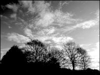 Trees against blue sky and cloud TZ70 TZ70 P1030518.JPG