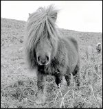 Dartmoor pony OM1 1992 99-21.jpg Dartmoor pony OM1 1992 99-21.jpg