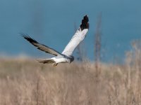 20220327-BC132599_1.jpg 20220327-BC132599_1.jpg