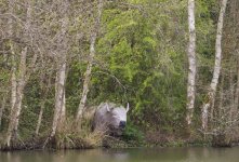 CowP4103091-1k3.jpg CowP4103091-1k3.jpg