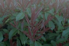 2203EP30CN02 Bad scan.jpg