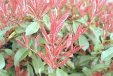 2203EP30CN37 Good scan.jpg