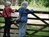 Rhoda and Susie looking over gate at Flamborough G9 P1012350.JPG