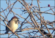Bird in tree TZ70 TZ70 P1030506.JPG