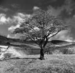 blossom.jpg blossom.jpg