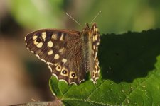 ButterflyP4154613-1k5.jpg ButterflyP4154613-1k5.jpg