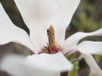 SCP4176994-1k5.jpg SCP4176994-1k5.jpg