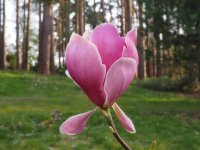 SCP4176979-1k5.jpg SCP4176979-1k5.jpg