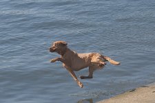 DogInAirP4165387-1k4.jpg DogInAirP4165387-1k4.jpg