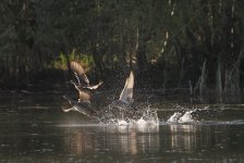 SCP4154758-1k5.jpg SCP4154758-1k5.jpg