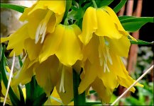 Crown Imperial (Fritillaria Imperialis) PSZ IMG_0093 (3).JPG