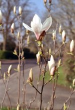 2203EP30CN08 Magnolia.jpg 2203EP30CN08 Magnolia.jpg