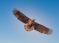 IPC Sea Eagle.jpg IPC Sea Eagle.jpg