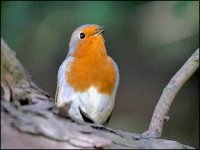 Robin singing Sidmouth G9 P1012675.JPG