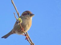Small bird on branch HX90 DSC00413.JPG Small bird on branch HX90 DSC00413.JPG