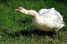 Swan with wavy neck HX90 DSC00923.jpg Swan with wavy neck HX90 DSC00923.jpg