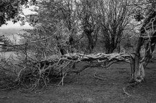 Twisted Tree-1004104 PS Adj.JPG