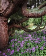 Tree5P4251810-1k2.jpg Tree5P4251810-1k2.jpg