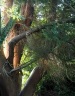 Tree4P4261854-1k1.jpg Tree4P4261854-1k1.jpg