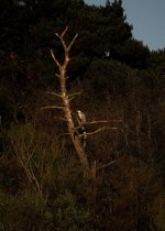 Tree3P4219936-1k2.jpg Tree3P4219936-1k2.jpg