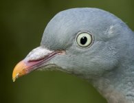 Pigeon.jpg