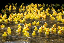 FH - Duck Race - 3 of 59 - A1207393.jpg