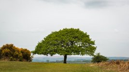 006-1000807 PS Adj.JPG