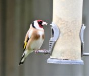 Goldfinch 2 .JPG