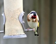 Goldfinch 1.JPG