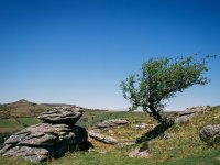 006 Bench Tor Tree Broni 02-71910015 PS Adj.JPG