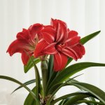 Triffid-2079 PS Adj.JPG