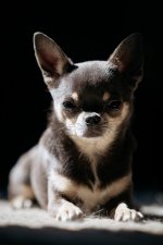 400mmdogs - 1 of 5 - A1108712.jpg